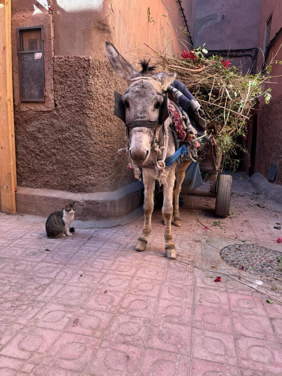Bed & Breakfast Maiya Marrakesh
